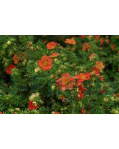 Potentilla f. 'Red Ace' P14