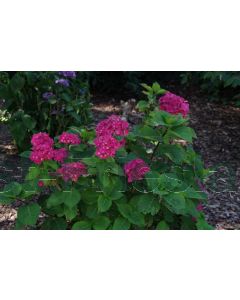 Hydrangea m. 'Black Steel Pink' C5