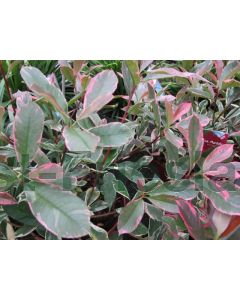 Photinia fras. 'Pink Marble' 100-125 cm C18