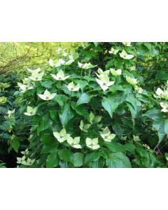 Cornus kousa 'Schmetterling' 150-175 cm C20