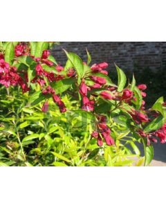 Weigela 'Bristol Ruby' C3