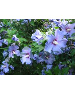 Hibiscus syr. 'Oiseau Bleu' C2