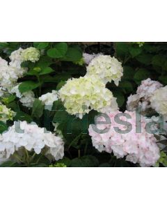 Hydrangea m. 'Endl Sum'The Bride'® C5