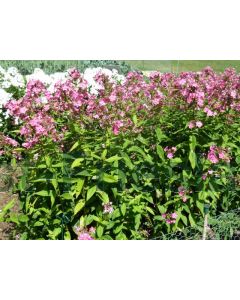 Phlox (P) 'Rijnstroom' P9 / 24 per kist