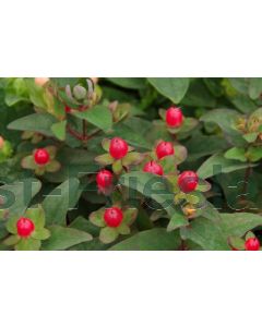 Hypericum inod.'Red Gem' C1.5