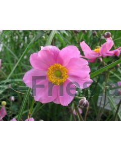 Anemone hyb. 'Serenade' C2