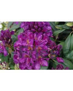 Rhododendron 'Marcel Menard' 60-70 cm C20