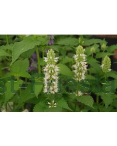 Agastache rugosa 'Alabaster' P9 / 24 per kist