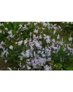 Phlox (S) 'G.F. Wilson' P9 / 24 per kist