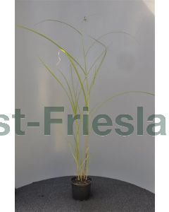 Miscanthus sin. 'Graziella' C2