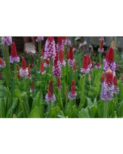 Primula vialii P9 / 24 per kist