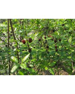 Calycanthus floridus 80-100 cm C10