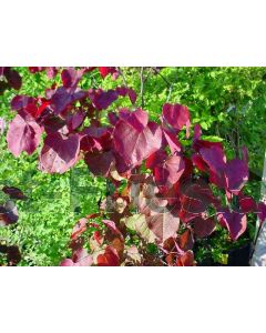 Cercis can. 'Forest Pansy' 100-125 cm C15