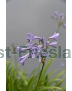 Agapanthus africanus C3