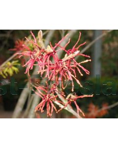 Hamamelis int. 'Feuerzauber' 125-150 cm C20