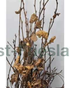 Carpinus betulus 10/12 kw beveerd