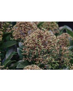 Skimmia jap.'Robesta Cuba' C2