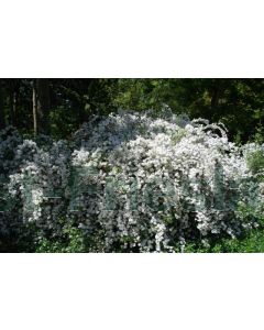 Exochorda macr. 'The Bride' 100-125 cm C20