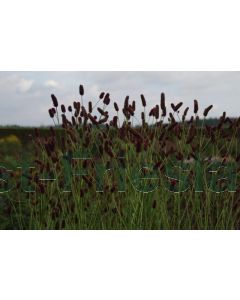 Sanguisorba tenuifolia purpurea P9 / 24 per kist