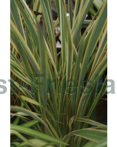 Phormium 'Golden Ray' C5