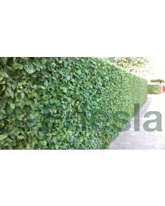 Carpinus betulus 6/8 kw beveerd