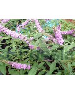 Buddleja dav. 'Pink Chip' C3