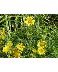 Inula ensifolia P9 / 24 per kist