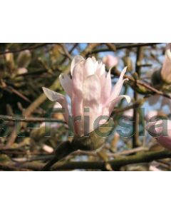 Magnolia stellata 'Rosea' 80-100 cm kluit