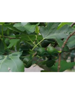 Ficus carica C30 b120 cm x h180 cm haagelement