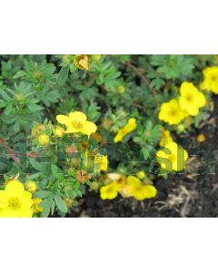 Potentilla f. 'Sommerflor' P14