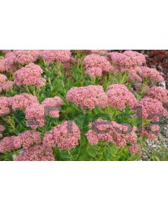 Sedum 'Herbstfreude' P9 / 24 per kist