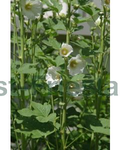 Alcea ficifolia P9 / 24 per kist