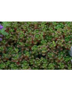 Sedum oreganum P9 / 24 per kist