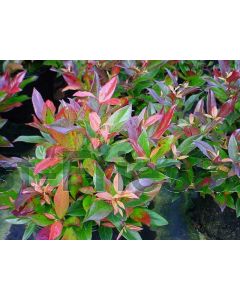 Leucothoe Scarletta C1.5