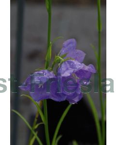 Campanula p. 'Coerulea'  P9 / 24 per kist