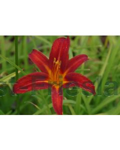 Hemerocallis 'Sammy Russell' P9 / 24 per kist