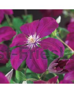 Clematis 'Rouge Cardinal' 75 cm C2