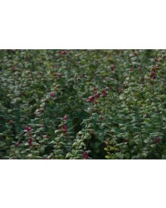 Symphoricarpos d. 'Magic Berry' 40-60 cm kw 2-3 tak, bos á 25 stuks