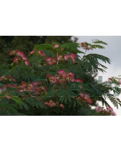 Albizia julibrissin 80-100 cm C5