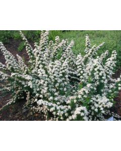 Spiraea nipp. 'June Bride' C1.5