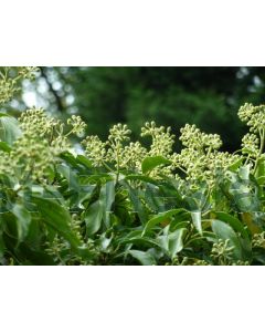 Hedera hel. 'Arborescens' C2