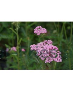 Achillea mil. 'Lilac Beauty' P9 / 24 per kist