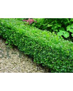 Buxus micr. 'Faulkner' C25 Ø  55 cm