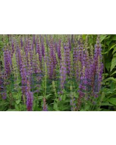 Salvia nem. 'Ostfriesland' P9 / 24 per kist