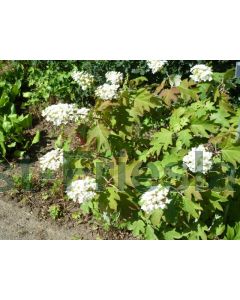 Hydrangea querc. 'Snowflake' C3