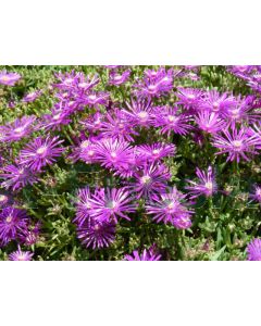 Delosperma cooperi P9 / 24 per kist