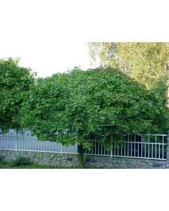 Acer plat. 'Globosum' 6/8 kw 200 cm stam