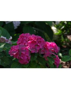 Hydrangea m. 'Rosita' C2