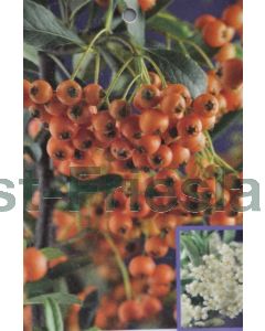 Pyracantha 'Orange Charmer' 150-175 cm C7.5