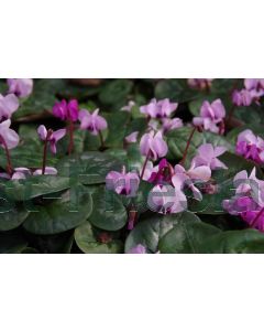 Cyclamen coum P9 / 24 per kist